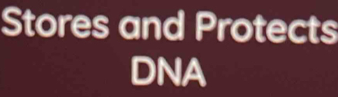 Stores and Protects 
DNA