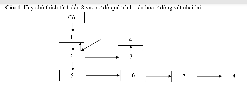 Hãy chú thích từ 1 đến 8 vào sơ đồ quá trình tiêu hóa ở động vật nhai lại. 
Cỏ
1
4
2
3
5
6
7
8