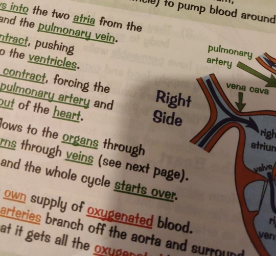 to pump blood around 
s into the two atria from the 
and the pulmonary vein. artery 
ntract, pushing 
pulmonary 
o the ventricles. vena cava 
contract, forcing the 
pulmonary artery and Right 
but of the heart. 
Side 
righ 
lows to the organs through 
atriun 
rns through veins (see next page). 
valve 
and the whole cycle starts over. 
own supply of oxygenated blood. 
ri 
arteries branch off the aorta and surround 
ven 
at it gets all the oxugen