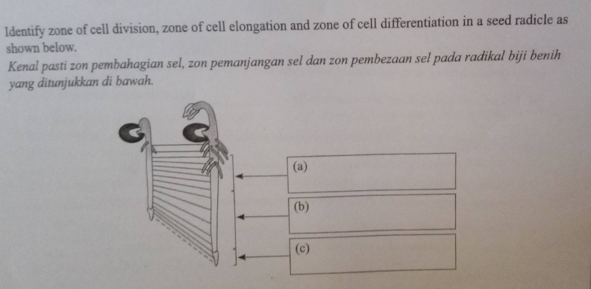 Identify zone of cell division, zone of cell elongation and zone of cell differentiation in a seed radicle as 
shown below. 
Kenal pasti zon pembahagian sel, zon pemanjangan sel dan zon pembezaan sel pada radikal biji benih 
yang ditunjukkan di bawah. 
(a) 
(b) 
(c)