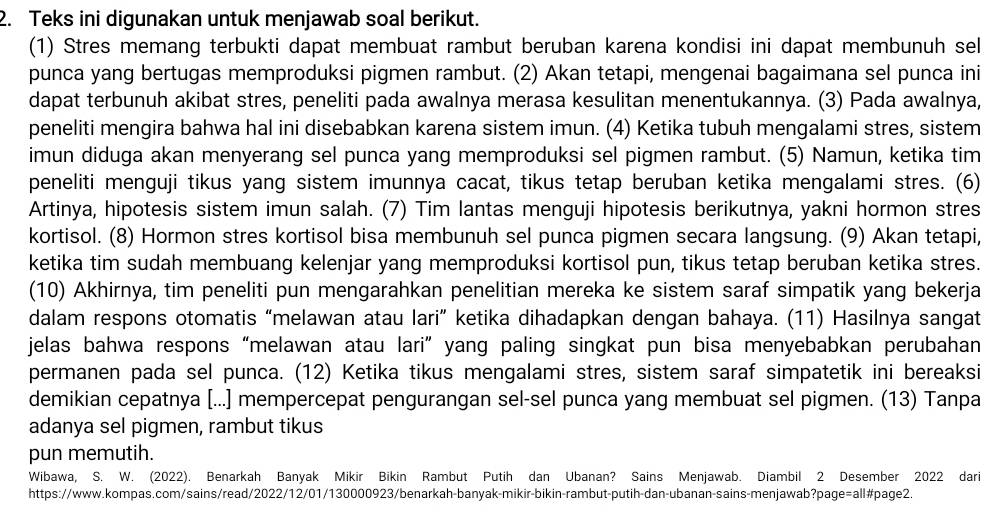 Teks ini digunakan untuk menjawab soal berikut.
(1) Stres memang terbukti dapat membuat rambut beruban karena kondisi ini dapat membunuh sel
punca yang bertugas memproduksi pigmen rambut. (2) Akan tetapi, mengenai bagaimana sel punca ini
dapat terbunuh akibat stres, peneliti pada awalnya merasa kesulitan menentukannya. (3) Pada awalnya,
peneliti mengira bahwa hal ini disebabkan karena sistem imun. (4) Ketika tubuh mengalami stres, sistem
imun diduga akan menyerang sel punca yang memproduksi sel pigmen rambut. (5) Namun, ketika tim
peneliti menguji tikus yang sistem imunnya cacat, tikus tetap beruban ketika mengalami stres. (6)
Artinya, hipotesis sistem imun salah. (7) Tim lantas menguji hipotesis berikutnya, yakni hormon stres
kortisol. (8) Hormon stres kortisol bisa membunuh sel punca pigmen secara langsung. (9) Akan tetapi,
ketika tim sudah membuang kelenjar yang memproduksi kortisol pun, tikus tetap beruban ketika stres.
(10) Akhirnya, tim peneliti pun mengarahkan penelitian mereka ke sistem saraf simpatik yang bekerja
dalam respons otomatis “melawan atau lari” ketika dihadapkan dengan bahaya. (11) Hasilnya sangat
jelas bahwa respons “melawan atau lari” yang paling singkat pun bisa menyebabkan perubahan
permanen pada sel punca. (12) Ketika tikus mengalami stres, sistem saraf simpatetik ini bereaksi
demikian cepatnya [...] mempercepat pengurangan sel-sel punca yang membuat sel pigmen. (13) Tanpa
adanya sel pigmen, rambut tikus
pun memutih.
Wibawa, S. W. (2022). Benarkah Banyak Mikir Bikin Rambut Putih dan Ubanan? Sains Menjawab. Diambil 2 Desember 2022 dari
https://www.kompas.com/sains/read/2022/12/01/130000923/benarkah-banyak-mikir-bikin-rambut-putih-dan-ubanan-sains-menjawab?page=all#page2.