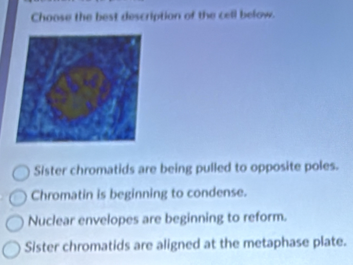 Choose the best description of the cell below.
Sister chromatids are being pulled to opposite poles.
Chromatin is beginning to condense.
Nuclear envelopes are beginning to reform.
Sister chromatids are aligned at the metaphase plate.