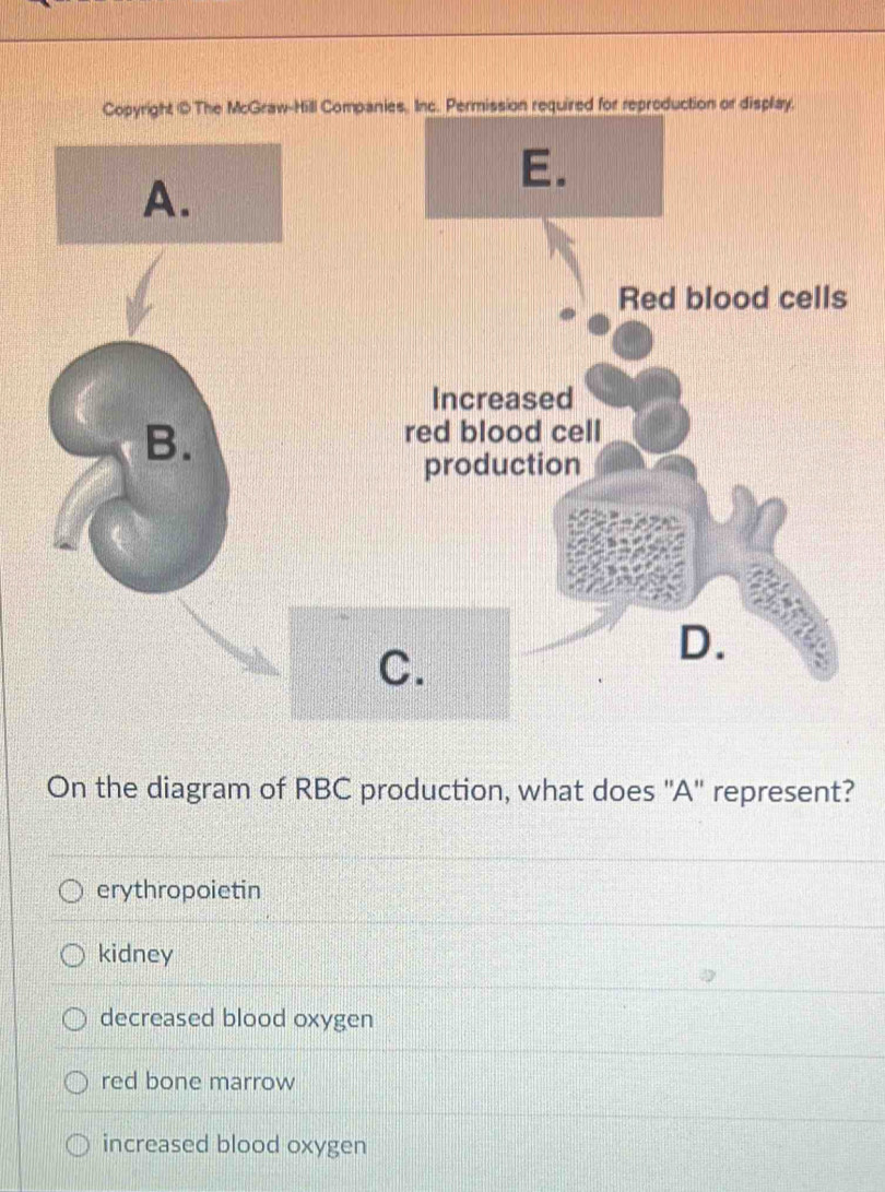 Solved: On the diagram of RBC production, what does '' A '' represent ...
