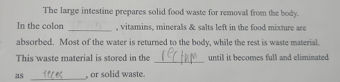 The large intestine prepares solid food waste for removal from the body. 
In the colon _, vitamins, minerals & salts left in the food mixture are 
absorbed. Most of the water is returned to the body, while the rest is waste material. 
_ 
This waste material is stored in the until it becomes full and eliminated 
as _, or solid waste.