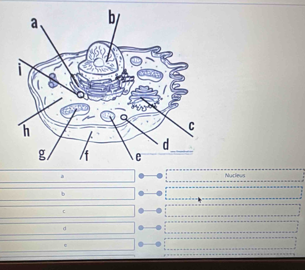 a Nucleus
b
C
d
e