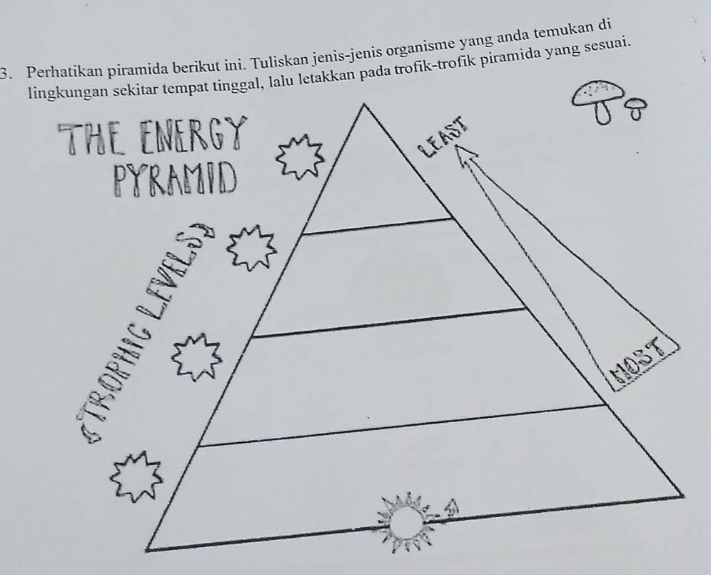 Perhatíkan piramida berikut ini. Tuliskan jenis-jenis organisme yang anda temukan di 
lingkungan sekitar tempat tinggal, lalu letakkan pada trofik-trofik piramida yang sesuai.