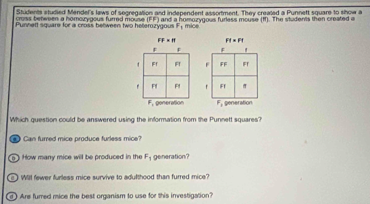 Students studied Mendel's laws of segregation and independent assortment. They created a Punnett square to show a
cross between a homozygous furred mouse (FF) and a homozygous furless mouse (ff). The students then created a
Punnett square for a cross between two heterozygous F_1 mice
FF* ff Ff* Ff

Which question could be answered using the information from the Punnett squares?
Can furred mice produce furless mice?
5   How many mice will be produced in the F_1 generation?
s ) Will fewer furless mice survive to adulthood than furred mice?
d) Are furred mice the best organism to use for this investigation?