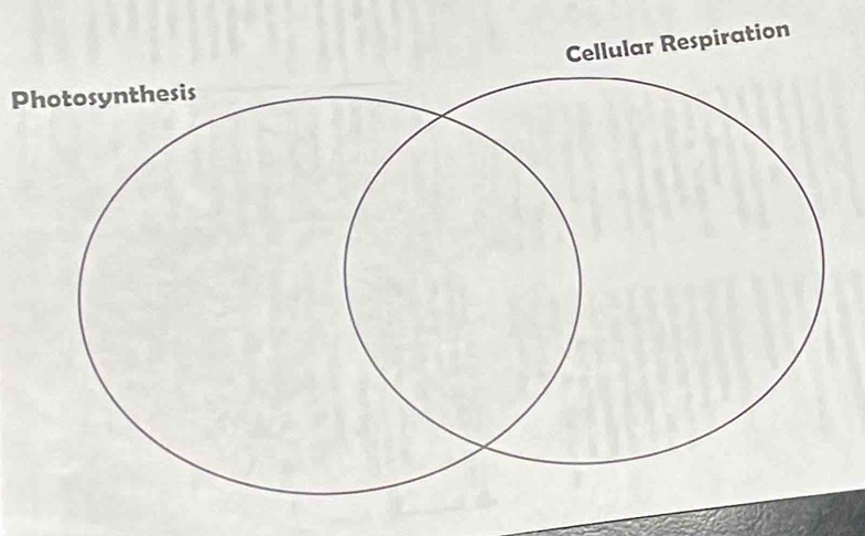 Cellular Respiration 
Photosynthesis