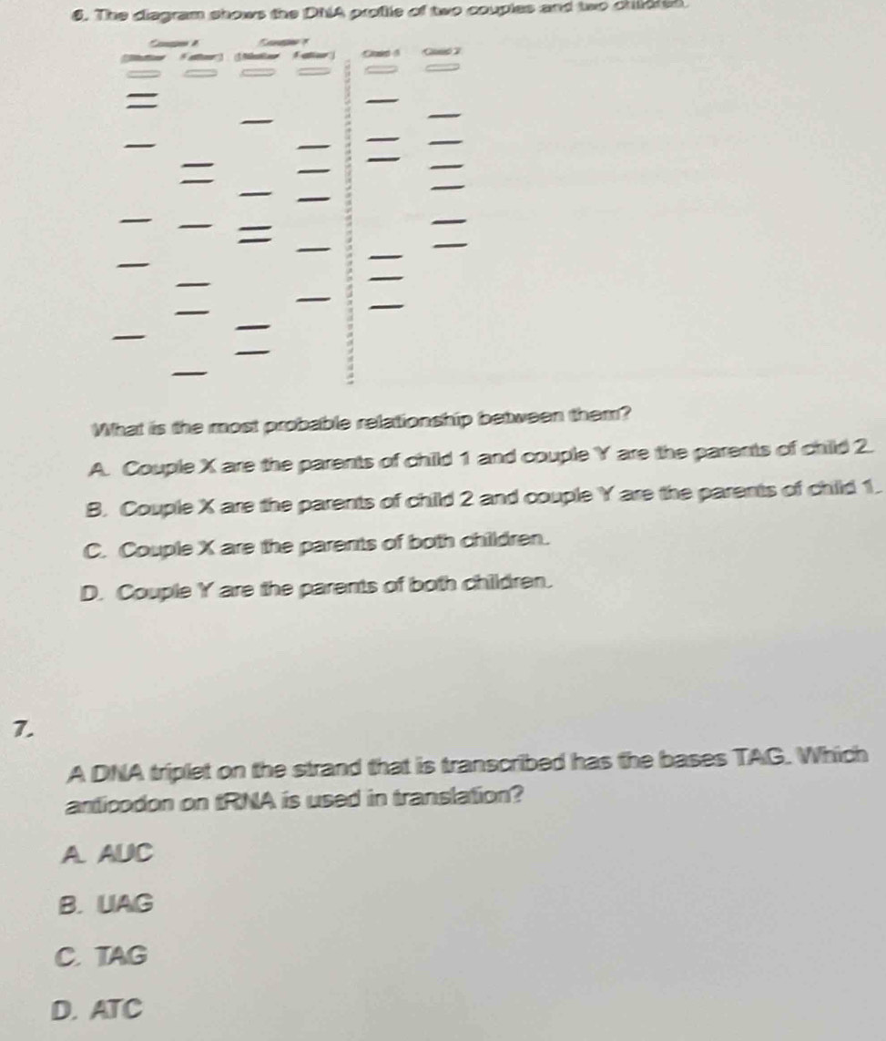 The diagram shows the DNA profte of two couples and two chidted
5 Cans 
_
_
_
_
_
_
_
_
_
_
_
What is the most probable relationship between them?
A. Couple X are the parents of child 1 and couple Y are the parents of child 2.
B. Couple X are the parents of child 2 and couple Y are the parents of child 1.
C. Couple X are the parents of both children.
D. Couple Y are the parents of both children.
7.
A DNA triplet on the strand that is transcribed has the bases TAG. Which
anticodon on tRNA is used in translation?
A AUC
B.UAG
C. TAG
D. ATC