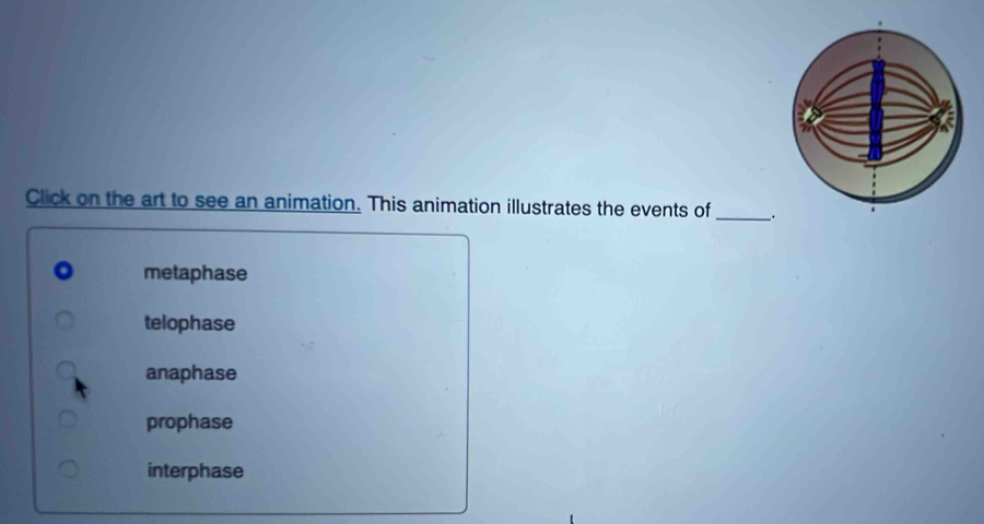 Click on the art to see an animation. This animation illustrates the events of _.
metaphase
telophase
anaphase
prophase
interphase