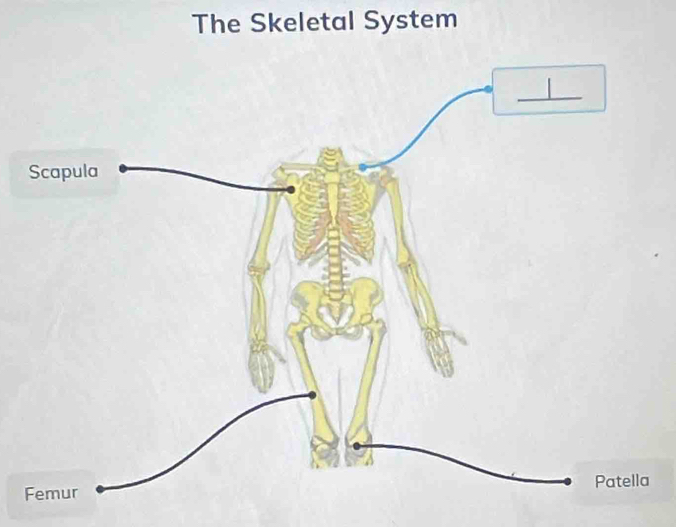 The Skeletal System