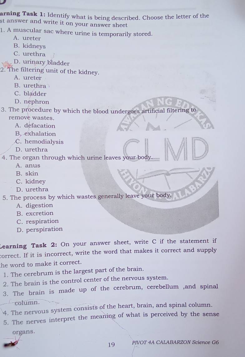 arning Task 1: Identify what is being described. Choose the letter of the
st answer and write it on your answer sheet
1. A muscular sac where urine is temporarily stored.
A. ureter
B. kidneys
C. urethra
D. urinary bladder
2. The filtering unit of the kidney.
A. ureter
B. urethra
C. bladder
D. nephron
3. The procedure by which the blood undergoes artificial filtering to
remove wastes.
A. defacation
B. exhalation
C. hemodialysis
D. urethra
4. The organ through which urine leaves your body
A. anus
B. skin
C. kidney
D. urethra
5. The process by which wastes generally leave your body.
A. digestion
B. excretion
C. respiration
D. perspiration
Learning Task 2: On your answer sheet, write C if the statement if
correct. If it is incorrect, write the word that makes it correct and supply
the word to make it correct.
1. The cerebrum is the largest part of the brain.
2. The brain is the control center of the nervous system.
3. The brain is made up of the cerebrum, cerebellum ,and spinal
column.
4. The nervous system consists of the heart, brain, and spinal column.
5. The nerves interpret the meaning of what is perceived by the sense
organs.
19 PIVOT 4A CALABARZON Science G6