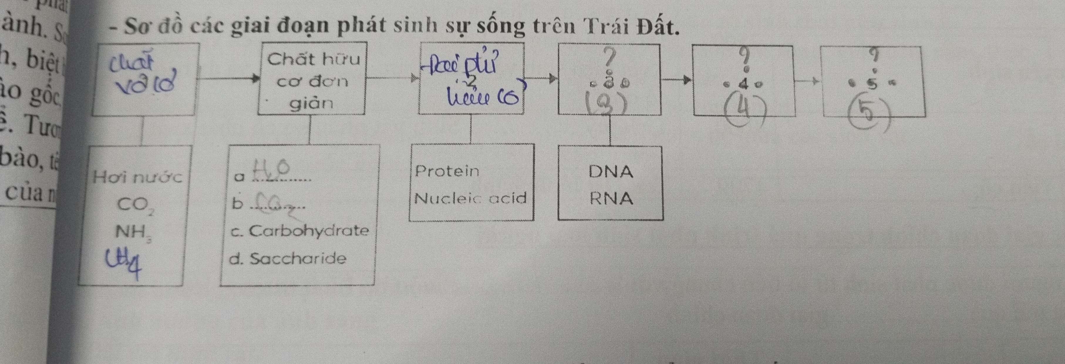 ành. S - Sơ đồ các giai đoạn phát sinh sự sống trên Trái Đất.
h, biệt Chất hữu

7
áo gốc
cơ đơn . 
4
giản
. Tươ
bào, tà
Hơi nước a_
Protein DNA
của m
CO_2
_b
Nucleic acid RNA
NH_3 c. Carbohydrate
CH_4
d. Saccharide