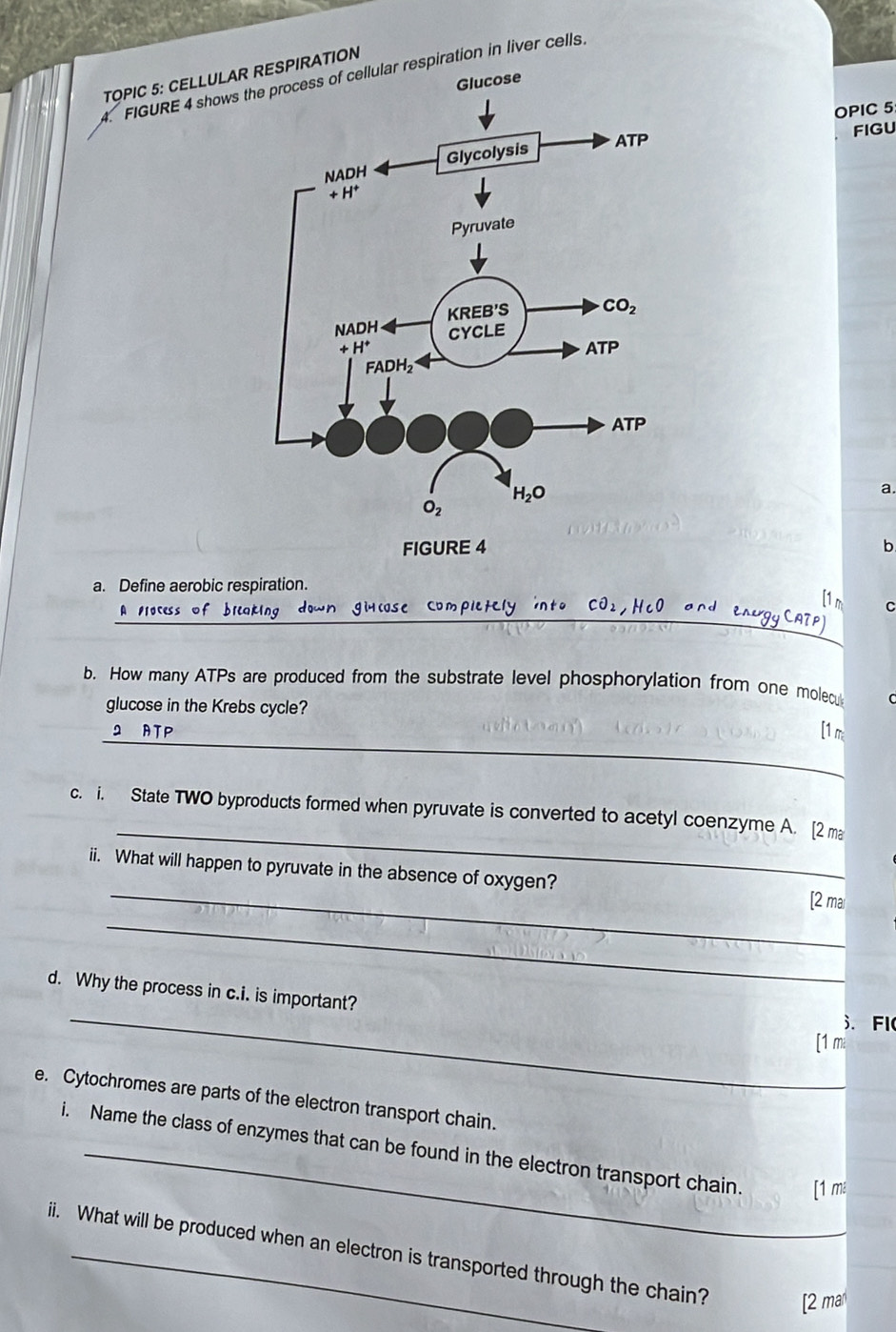 TOPIC 5: CELLULAR RESPIRATION
4. FIGURE 4 shows of cellular respiration in liver cells
ose
OPIC 5
FIGU
a.
FIGURE 4 b
a. Define aerobic respiration.
_
_
A process of blcaking down gicose Completely into CO_2,HcO and ene. C
b. How many ATPs are produced from the substrate level phosphorylation from one molecu C
glucose in the Krebs cycle?
_
2 ATP [1 m
_
c. i. State TWO byproducts formed when pyruvate is converted to acetyl coenzyme A. [2 ma
_
ii. What will happen to pyruvate in the absence of oxygen?
[2 ma
_
_
d. Why the process in c.i. is important?
. Fl(
[1 mi
e. Cytochromes are parts of the electron transport chain.
i. Name the class of enzymes that can be found in the electron transport chain. [1 mi
ii. What will be produced when an electron is transported through the chain? [2 mar