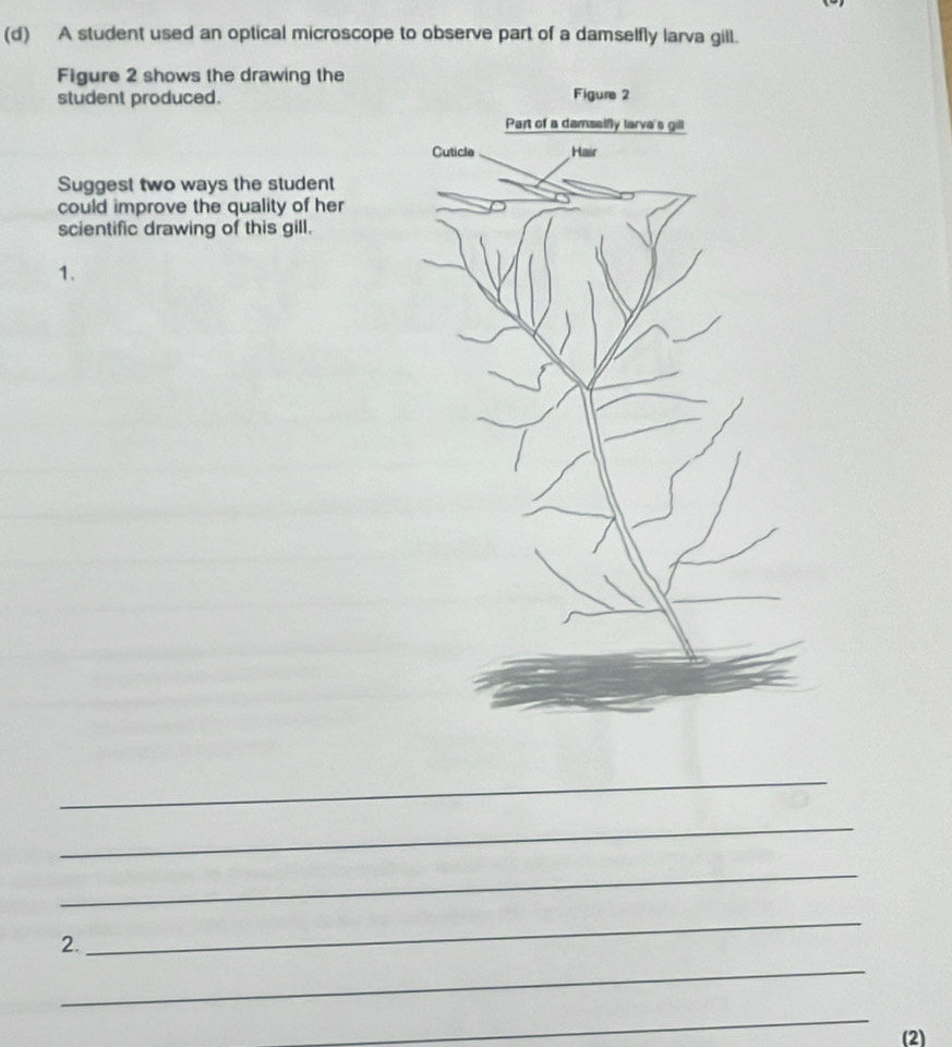 A student used an optical microscope to observe part of a damselfly larva gill. 
Figure 2 shows the drawing the 
student produced. 
Suggest two ways the student 
could improve the quality of her 
scientific drawing of this gill. 
1. 
_ 
_ 
_ 
_ 
2. 
_ 
_ 
(2)