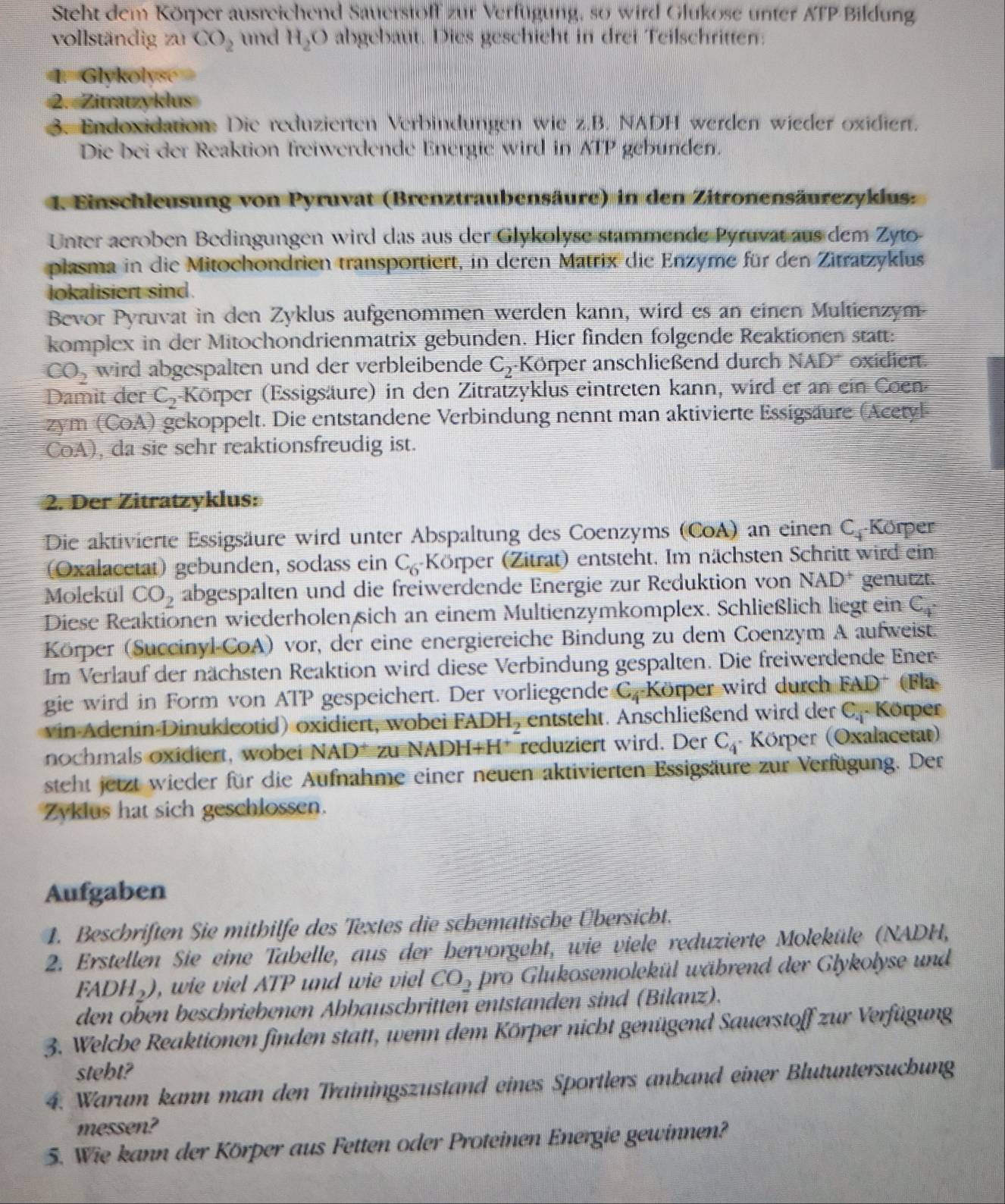 Steht dem Körper ausreichend Sauerstoff zur Verfugung, so wird Glukose unter AFP Bildung
vollständig zu CO_2 und H_2O abgebaut. Dies geschicht in drei Teilschritten:
= Glykolyse=
2. Zitratzyklus
3. Endoxidation: Die reduzierten Verbindungen wie z.B. NADH werden wieder oxidiert.
Die bei der Reaktion freiwerdende Energie wird in ATP gebunden.
1. Einschleusung von Pyruvat (Brenztraubensäure) in den Zitronensäurezyklus:
Unter aeroben Bedingungen wird das aus der Glykolyse stammende Pyruvat aus dem Zyto-
plasma in die Mitochondrien transportiert, in deren Matrix die Enzyme für den Zitratzyklus
lokalisiert sind.
Bevor Pyruvat in den Zyklus aufgenommen werden kann, wird es an einen Multienzym-
komplex in der Mitochondrienmatrix gebunden. Hier finden folgende Reaktionen statt:
CO_2 wird abgespalten und der verbleibende C_2· =Körper anschließend durch NAD' oxidiert.
Damit der C_2 -Körper (Essigsäure) in den Zitratzyklus eintreten kann, wird er an ein Coen-
zym (CoA) gekoppelt. Die entstandene Verbindung nennt man aktivierte Essigsäure (Acetyl
CoA), da sie sehr reaktionsfreudig ist.
2. Der Zitratzyklus:
Die aktivierte Essigsäure wird unter Abspaltung des Coenzyms (CoA) an einen C_4 Körper
(Oxalacetat) gebunden, sodass ein C_6 Körper (Zitrat) entsteht. Im nächsten Schritt wird ein
Molekül CO_2 abgespalten und die freiwerdende Energie zur Reduktion von NAD^+ genutzt.
Diese Reaktionen wiederholen sich an einem Multienzymkomplex. Schließlich liegt ein C
Körper (Succinyl-CoA) vor, der eine energiereiche Bindung zu dem Coenzym A aufweist.
Im Verlauf der nächsten Reaktion wird diese Verbindung gespalten. Die freiwerdende Ener
gie wird in Form von ATP gespeichert. Der vorliegende C_4 Körper wird durch FAD^+ (Fla
vin-Adenin-Dinukleotid) oxidiert, wobei FADH_2 entsteht. Anschließend wird der C_4 Körper
nochmals oxidiert, wobei NAD* zu NADI -I+H^+ reduziert wird. Der C_4 - Körper (Oxalacetat)
steht jetzt wieder für die Aufnahme einer neuen aktivierten Essigsäure zur Verfügung. Der
Zyklus hat sich geschlossen.
Aufgaben
1. Beschriften Sie mithilfe des Textes die schematische Übersicht.
2. Erstellen Sie eine Tabelle, aus der bervorgeht, wie viele reduzierte Moleküle (NADH,
FADH_2) , wie viel ATP und wie viel CO_2 pro Glukosemolekül wäbrend der Glykolyse und
den oben beschriebenen Abbauschritten entstanden sind (Bilanz).
3. Welche Reaktionen finden statt, wenn dem Körper nicht genügend Sauerstoff zur Verfügung
stebt?
4. Warum kann man den Trainingszustand eines Sportlers anband einer Blutuntersucbung
messen?
5. Wie kann der Körper aus Fetten oder Proteinen Energie gewinnen?