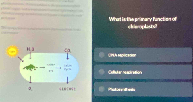 phoo to n thoi. Phomes  sthiruts tee popeon tos he
plisits, shese , an a cur tariia cone ex right sorn  le to
ch   w sbd t      an  mpda tub
What is the primary function of
The plae teno er the enlmn d  de  ort in the chloroplasts?
Oiveoplous
DNA replication
Cellular respiration
Photosynthesis