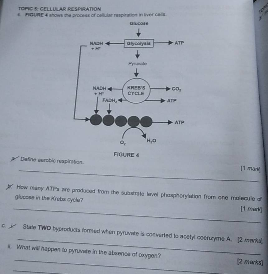 TOPIC 5: CELLULAR RESPIRATION
O
4. FIGURE 4 shows the process of cellular respiration in liver cells.
   
FIGURE 4
a. Define aerobic respiration.
_[1 mark]
b. How many ATPs are produced from the substrate level phosphorylation from one molecule of
_
glucose in the Krebs cycle? [1 mark]
_
c.  State TWO byproducts formed when pyruvate is converted to acetyl coenzyme A. [2 marks]
ii. What will happen to pyruvate in the absence of oxygen? [2 marks]
_