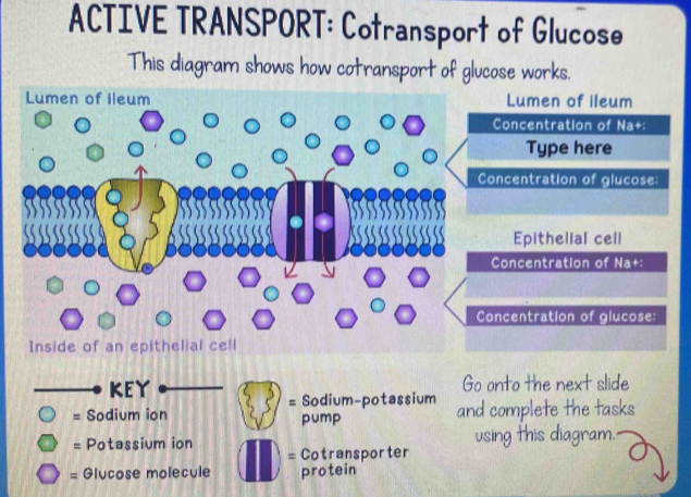 ACTIVE TRANSPORT: Cotransport of Glucose 
This diagram shows how cotransport of glucose works. 
Lumen of ileum Lumen of ileum 
Concentration of Na+: 
Type here 
Concentration of glucose: 
Epithelial cell 
Concentration of Na+: 
Concentration of glucose: 
Inside of an epithelial cell 
KEY Go onto the next slide 
= Sodium ion = Sodium-potassium and complete the tasks 
pump 
= Potassium ion using this diagram. 
= Cotransporter 
= Glucose molecule protein