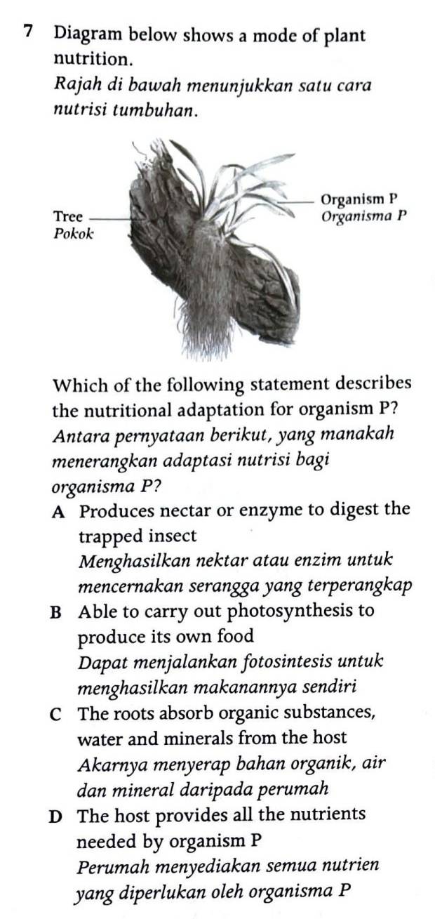 Diagram below shows a mode of plant
nutrition.
Rajah di bawah menunjukkan satu cara
nutrisi tumbuhan.
Which of the following statement describes
the nutritional adaptation for organism P?
Antara pernyataan berikut, yang manakah
menerangkan adaptasi nutrisi bagi
organisma P?
A Produces nectar or enzyme to digest the
trapped insect
Menghasilkan nektar atau enzim untuk
mencernakan serangga yang terperangkap
B Able to carry out photosynthesis to
produce its own food
Dapat menjalankan fotosintesis untuk
menghasilkan makanannya sendiri
C The roots absorb organic substances,
water and minerals from the host
Akarnya menyerap bahan organik, air
dan mineral daripada perumah
D The host provides all the nutrients
needed by organism P
Perumah menyediakan semua nutrien
yang diperlukan oleh organisma P