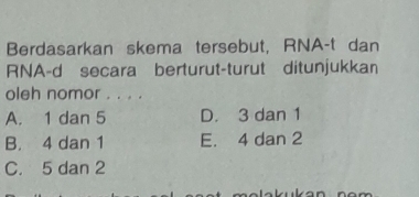 Berdasarkan skema tersebut, RNA-t dan
RNA-d secara berturut-turut ditunjukkan
oleh nomor . . . .
A. 1 dan 5 D. 3 dan 1
B. 4 dan 1 E. 4 dan 2
C. 5 dan 2