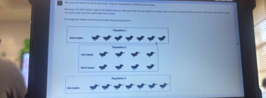 Biue jays are birds that five in the forest. They can have beaks of differers thicknesses. 
Blue jays use their beaks to get to the seeds they eal. Blue jays with trinner beaks can easly reach and eat the seeds insde (inesnes. the jagk with thike beals 
can easily open and eat seeds with hard shells. 
The diagrams below show three possible blue jay populations. 
Population 3
thin beaks