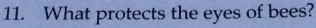 What protects the eyes of bees?