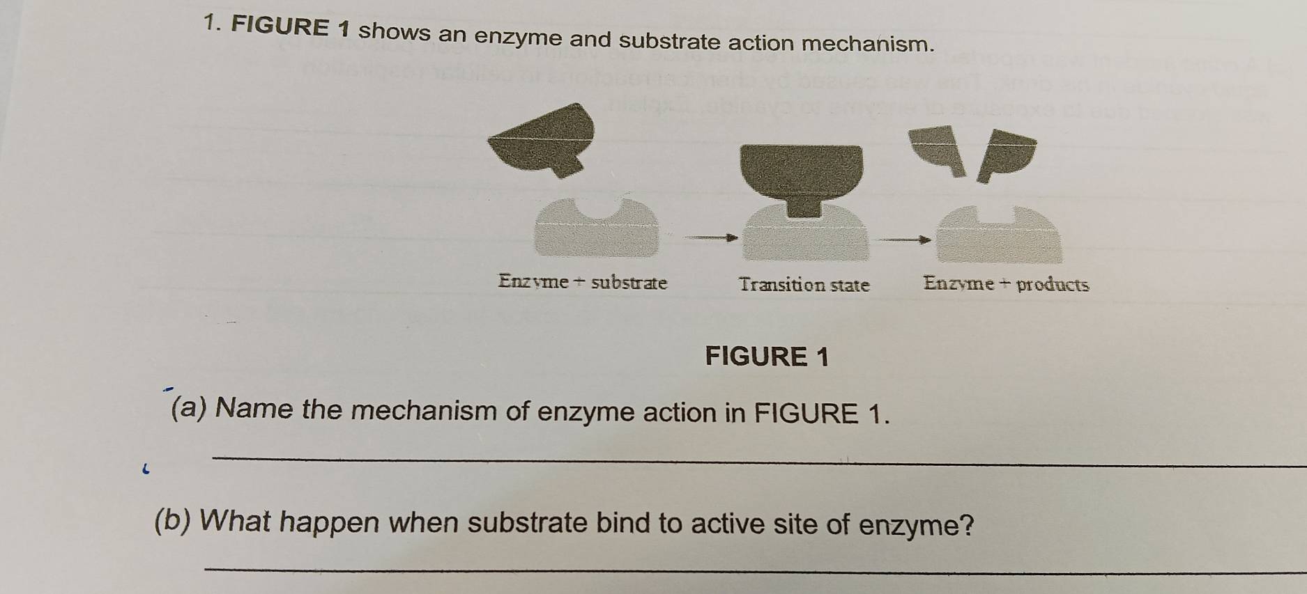 FIGURE 1 shows an enzyme and substrate action mechanism. 
FIGURE 1 
(a) Name the mechanism of enzyme action in FIGURE 1. 
L 
_ 
(b) What happen when substrate bind to active site of enzyme? 
_