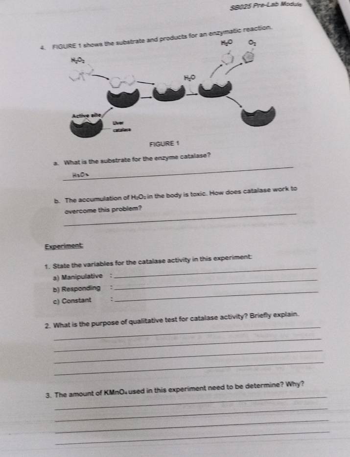 SB025 Pre-Lab Module
4. FIGURE 1 shows the substrate and products for an enzymatic reaction.
_
a. What is the substrate for the enzyme catalase?
b. The accumulation of H₂O₂ in the body is toxic. How does catalase work to
_
overcome this problem?
Experiment:
1. State the variables for the catalase activity in this experiment:
a) Manipulative :
_
b) Responding :
_
c) Constant :
_
_
2. What is the purpose of qualitative test for catalase activity? Briefly explain.
_
_
_
_
3. The amount of KMnO used in this experiment need to be determine? Why?
_
_
_