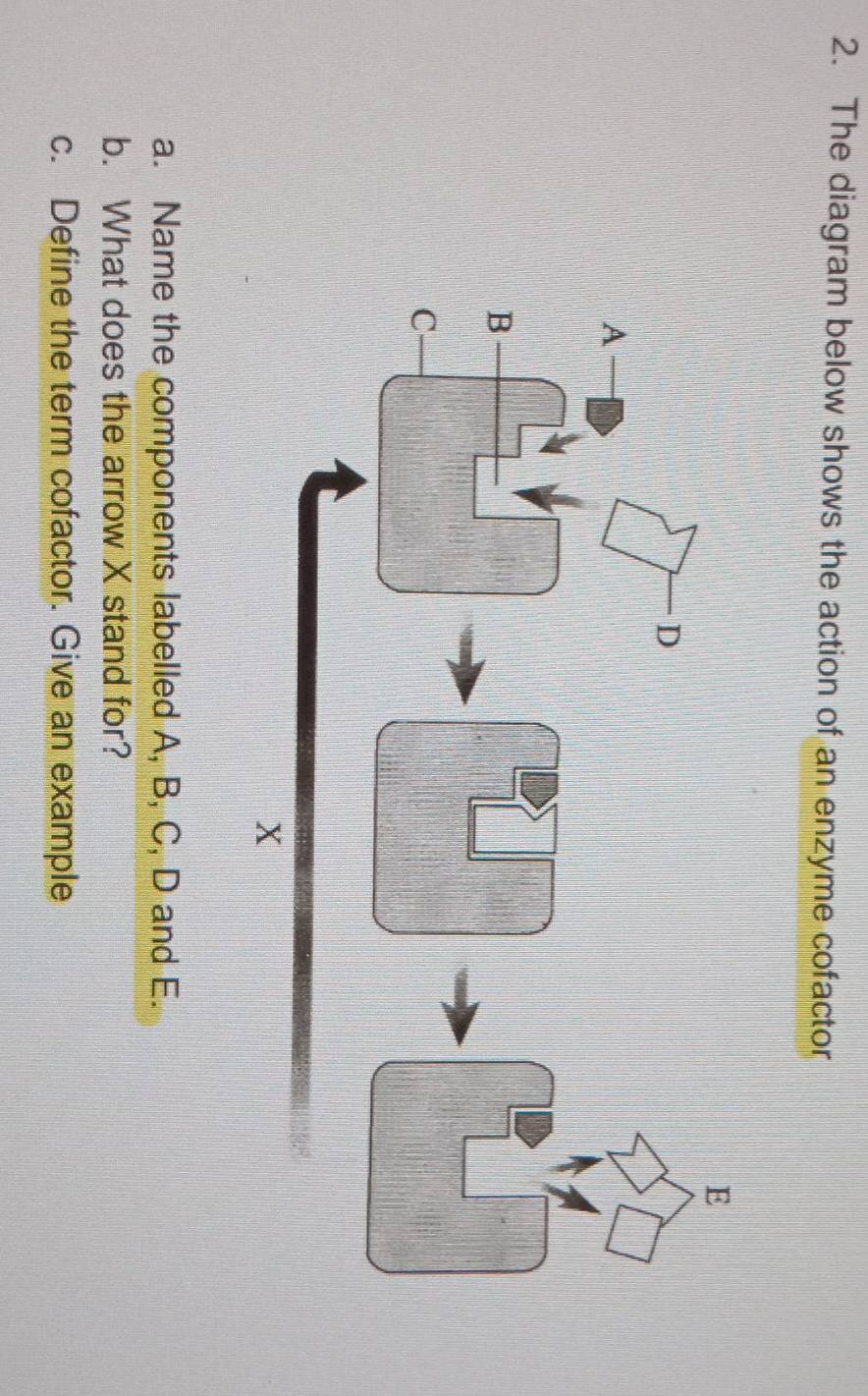 The diagram below shows the action of an enzyme cofactor 
a. Name the components labelled A, B, C, D and E. 
b. What does the arrow X stand for? 
c. Define the term cofactor. Give an example