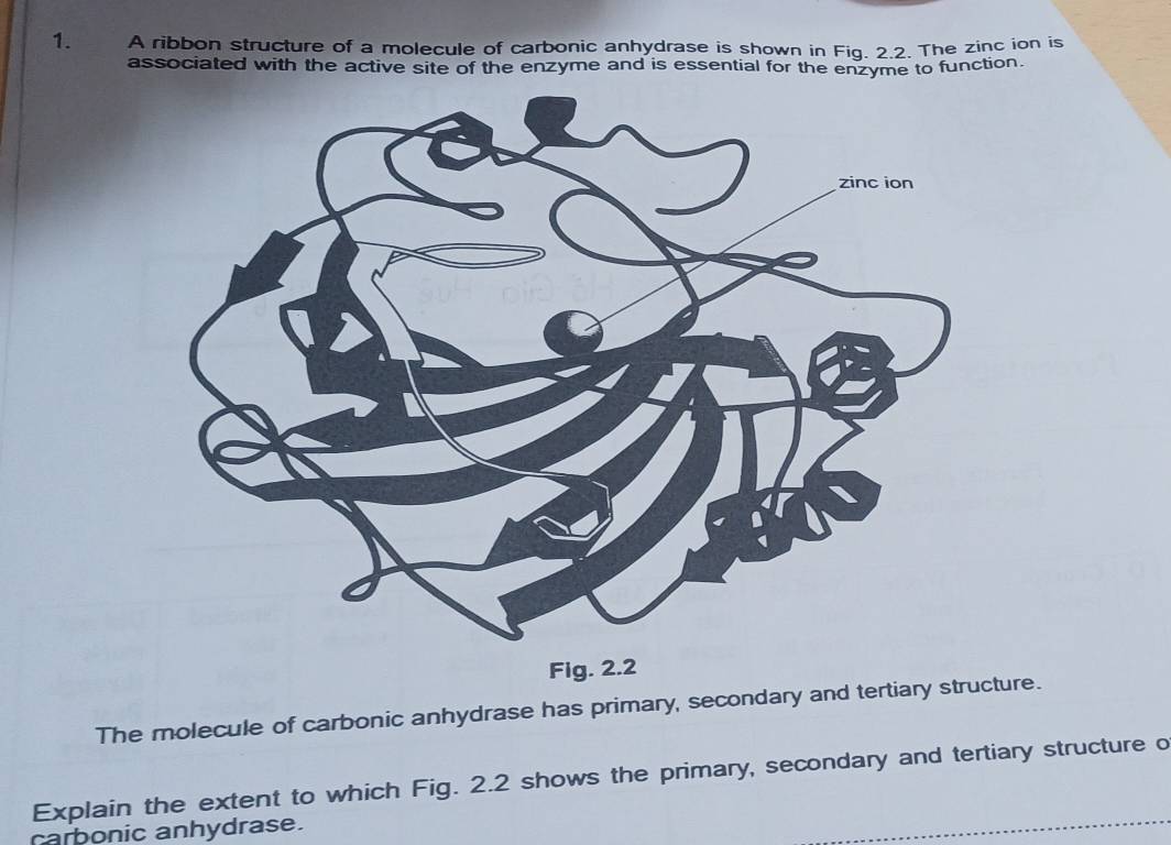 A ribbon structure of a molecule of carbonic anhydrase is shown in Fig. 2.2. The zinc ion is 
associated with the active site of the enzyme and is essential for the enzyme to function. 
The molecule of carbonic anhydrase has primary, secondary and tertiary structure. 
Explain the extent to which Fig. 2.2 shows the primary, secondary and tertiary structure o 
carbonic anhydrase.