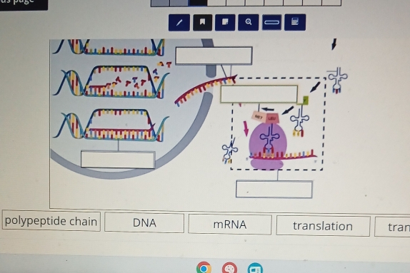 polypeptide chain DNA mRNA translation tran