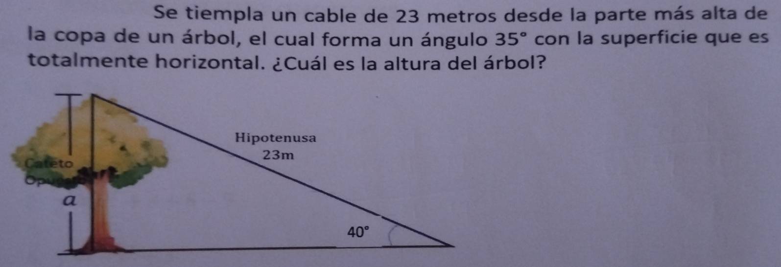 Se tiempla un cable de 23 metros desde la parte más alta de
la copa de un árbol, el cual forma un ángulo 35° con la superficie que es
totalmente horizontal. ¿Cuál es la altura del árbol?