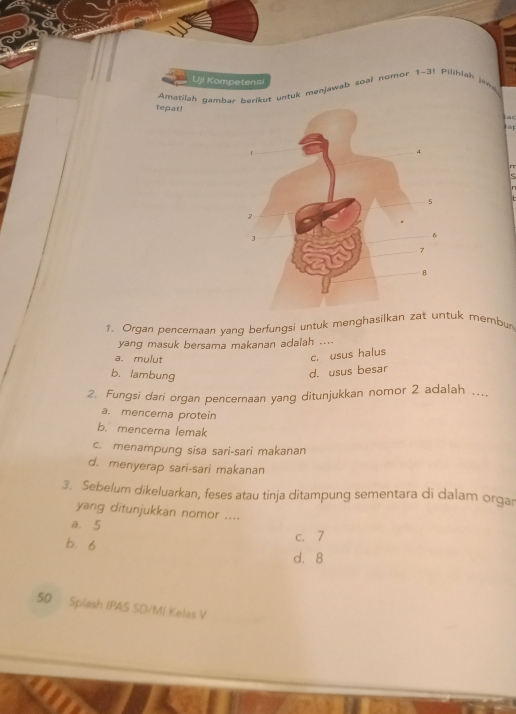 Uji Kompetensi
Amatilah gambær berikut untuk menjawab soal nomor 1-3! Piliklah jena
tepat!
a
1. Organ pencemaan yanq berfungsi untuk menghasilkauk membun
yang masuk bersama makanan adalah ....
a. mulut
c. usus halus
b. lambung
d. usus besar
2. Fungsi dari organ pencernaan yang ditunjukkan nomor 2 adalah_
a. mencerna protein
b. mencerna lemak
c. menampung sisa sari-sari makanan
d. menyerap sari-sari makanan
3. Sebelum dikeluarkan, feses atau tinja ditampung sementara di dalam orga
yang ditunjukkan nomor ....
a. 5 c. 7
b. 6
d. 8
50 Splash IPAS SD/MI Kelas V