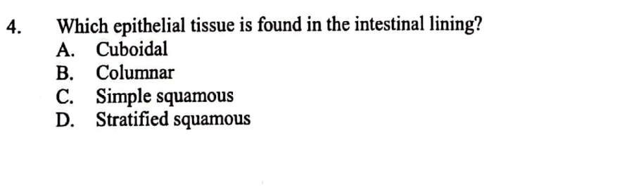 Which epithelial tissue is found in the intestinal lining?
A. Cuboidal
B. Columnar
C. Simple squamous
D. Stratified squamous