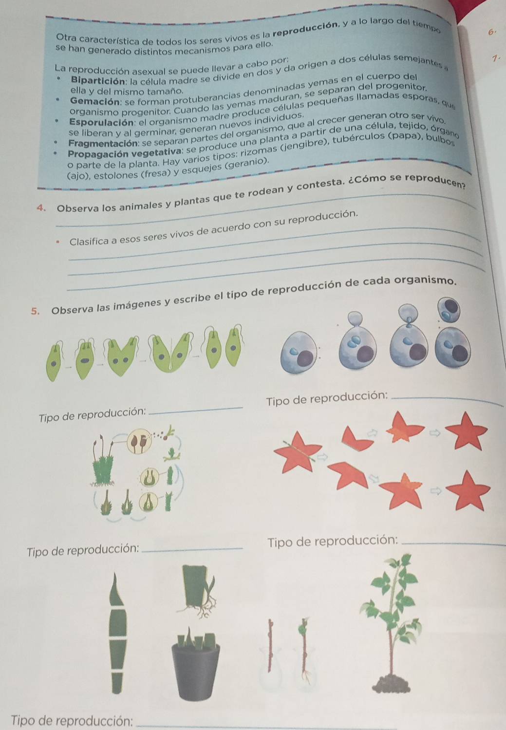 Otra característica de todos los seres vivos es la reproducción, y a lo largo del tiempo 
6. 
se han generado distintos mecanismos para ello 
La reproducción asexual se puede llevar a cabo por: 1. 
Bipartición: la célula madre se divide en dos y da origen a dos células semejantes 
Gemación: se forman protuberancias denominadas yemas en el cuerpo del 
ella y del mismo tamaño. 
organismo progenitor. Cuando las yemas maduran, se separan del progenítor 
Esporulación: el organismo madre produce células pequeñas llamadas esporas, que 
se liberan y al germinar, generan nuevos individuos. 
Fragmentación: se separan partes del organismo, que al crecer generan otro ser vivo 
Propagación vegetativa: se produce una planta a partir de una célula, tejido, órgano 
o parte de la planta. Hay varios tipos: rizomas (jengibre), tubérculos (papa), bulbo 
(ajo), estolones (fresa) y esquejes (geranio). 
4. Observa los animales y plantas que te rodean y contesta. ¿Cómo se reproducen? 
_ 
_Clasifica a esos seres vivos de acuerdo con su reproducción. 
_ 
5. Observa las imágenes y escribe el tipo de reproducción de cada organismo. 
Tipo de reproducción:_ Tipo de reproducción:_ 
Tipo de reproducción: _ Tipo de reproducción:_ 
Tipo de reproducción:_