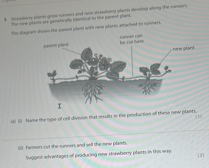 Solved: Strawberry plants grow runners and new strawberry plants ...