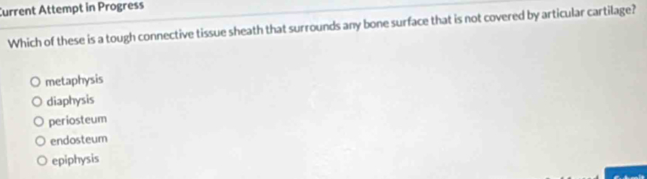 Current Attempt in Progress
Which of these is a tough connective tissue sheath that surrounds any bone surface that is not covered by articular cartilage?
metaphysis
diaphysis
periosteum
endosteum
epiphysis