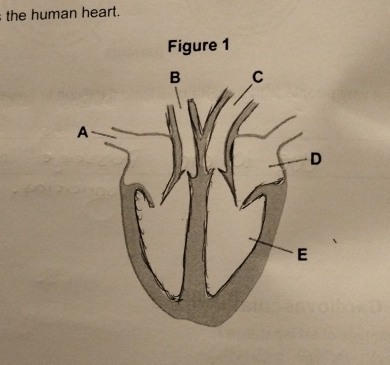 the human heart.