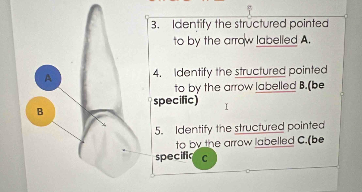 Identify the structured pointed 
to by the arrow labelled A. 
4. Identify the structured pointed 
to by the arrow labelled B.(be 
specific) 
5. Identify the structured pointed 
to by the arrow labelled C.(be 
specific C