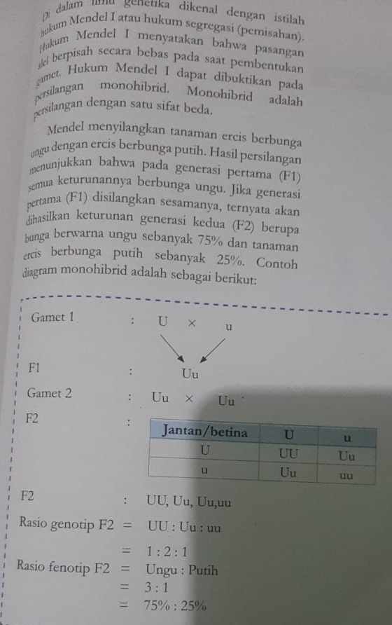 Di dalam umu genetıka dikenal dengan istilah 
hukum Mendel I atau hukum segregasi (pemisahan). 
Hukum Mendel I menyatakan bahwa pasangan 
gel berpisah secara bebas pada saat pembentukan 
gamet. Hukum Mendel I dapat dibuktikan pada 
persilangan monohibrid. Monohibrid adalah 
persilangan dengan satu sifat beda. 
Mendel menyilangkan tanaman ercis berbunga 
ungu dengan ercis berbunga putih. Hasil persilangan 
menunjukkan bahwa pada generasi pertama (F1) 
semua keturunannya berbunga ungu. Jika generasi 
pertama (F1) disilangkan sesamanya, ternyata akan 
dihasilkan keturunan generasi kedua (F2) berupa 
bunga berwarna ungu sebanyak 75% dan tanaman 
ercis berbunga putih sebanyak 25%. Contoh 
diagram monohibrid adalah sebagai berikut: 
Gamet 1 : U × u
F1 
: U_u
Gamet 2 : Uu* U_u.
F2
F2 Ju, Uu,uu 
: UU, U
Rasio genotip F2=UU :1 Uu : uu
=1:2:1
Rasio fenotip F2= Ungu : Putih
=3:1
=75% :25%