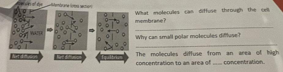 ecules of dye Membrane (cross section) 
What molecules can diffuse through the cell 
membrane? 
_ 
WATER 
Why can small polar molecules diffuse? 
_ 
Net diffution Net diffusion onum The molecules diffuse from an area of high 
concentration to an area of _concentration.