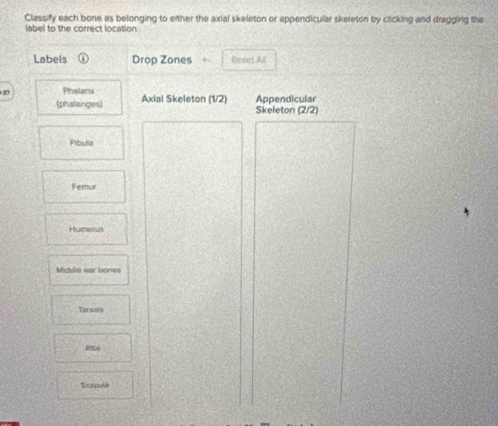 Classify each bone as belonging to either the axial skeleton or appendicular skeleton by clicking and dragging the 
label to the correct location 
Labels Drop Zones Reset As 
Phalanx 
(phalanges) Axiai Skeleton (1/2) Appendicular 
Skeleton (2/2)
Fibula 
Femur 
Humerus 
Middle ear bones 
Tarsala 
Ribs 
Scapula