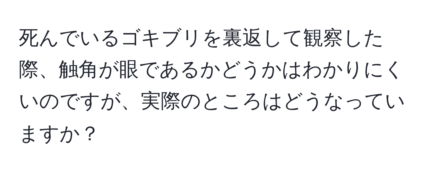 死んでいるゴキブリを裏返して観察した際、触角が眼であるかどうかはわかりにくいのですが、実際のところはどうなっていますか？