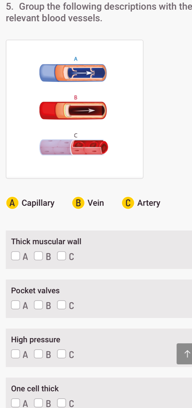 Group the following descriptions with the
relevant blood vessels.
A
B
C
A Capillary B Vein C Artery
Thick muscular wall
A
C
Pocket valves
A
C
High pressure
A B C
One cell thick
A B C