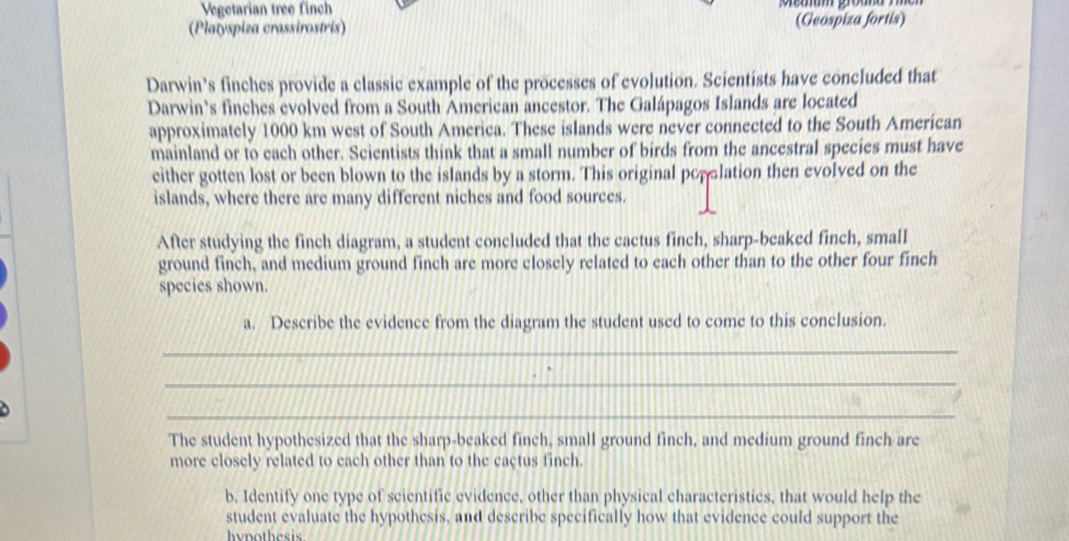 Vegetarian tree finch 
(Platyspiza crassirostris) (Geospiza fortis) 
Darwin’s finches provide a classic example of the processes of evolution. Scientists have concluded that 
Darwin’s finches evolved from a South American ancestor. The Galápagos Islands are located 
approximately 1000 km west of South America. These islands were never connected to the South American 
mainland or to each other. Scientists think that a small number of birds from the ancestral species must have 
either gotten lost or been blown to the islands by a storm. This original popalation then evolved on the 
islands, where there are many different niches and food sources. 
After studying the finch diagram, a student concluded that the cactus finch, sharp-beaked finch, small 
ground finch, and medium ground finch are more closely related to each other than to the other four finch 
species shown. 
a. Describe the evidence from the diagram the student used to come to this conclusion. 
_ 
_ 
_ 
The student hypothesized that the sharp-beaked finch, small ground finch, and medium ground finch are 
more closely related to each other than to the cactus finch. 
b. Identify one type of scientific evidence, other than physical characteristics, that would help the 
student evaluate the hypothesis, and describe specifically how that evidence could support the 
hynothesis