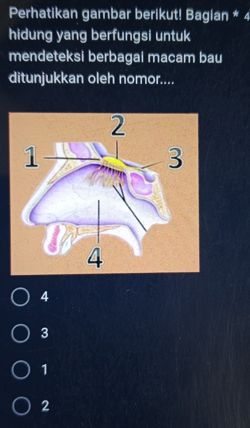 Perhatikan gambar berikut! Bagian * 4
hidung yang berfungsi untuk
mendeteksi berbagai macam bau
ditunjukkan oleh nomor....
4
3
1
2