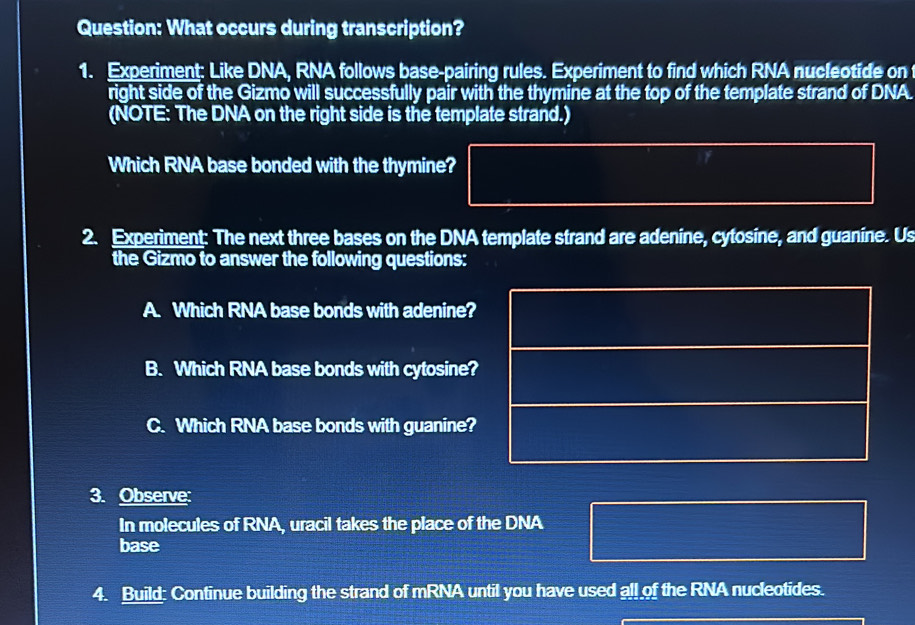 What occurs during transcription? 
1. Experiment: Like DNA, RNA follows base-pairing rules. Experiment to find which RNA nucleotide on 
right side of the Gizmo will successfully pair with the thymine at the top of the template strand of DNA. 
(NOTE: The DNA on the right side is the template strand.) 
Which RNA base bonded with the thymine? 
2. Experiment: The next three bases on the DNA template strand are adenine, cytosine, and guanine. Us 
the Gizmo to answer the following questions: 
A. Which RNA base bonds with adenine? 
B. Which RNA base bonds with cytosine? 
C. Which RNA base bonds with guanine? 
3. Observe: 
In molecules of RNA, uracil takes the place of the DNA 
base 
4. Build: Continue building the strand of mRNA until you have used all of the RNA nucleotides.