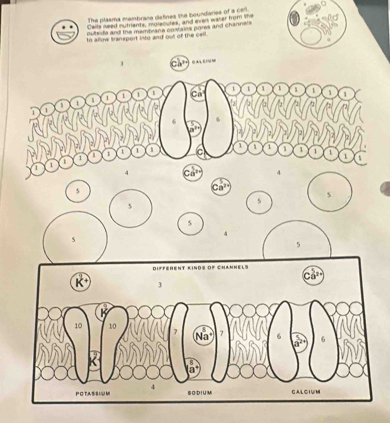 The plasma membrane defines the boundaries of a cell.
Calls need nufrients, molecules, and even water from the
outsida and the membrana contains pores and channels
to allow transport into and out of the cell.
0