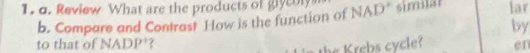 Review What are the products of glycolys 
b. Compare and Contrast How is the function of NAD * similsl lar 
by 
to that of NADP^+ en 
Krebs cycle?